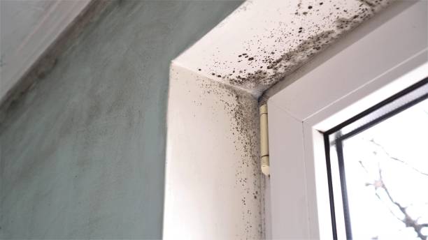 Best Office Mold Removal Services  in Rosemont, IL