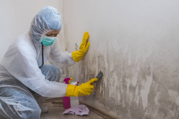 Mold Removal and Inspection in Rosemont, IL