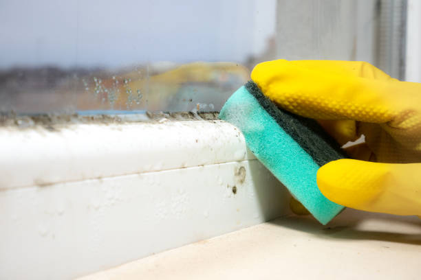 Best Home Mold Removal  in Rosemont, IL