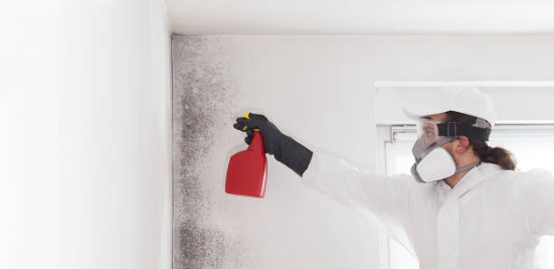 Best Black Mold Removal  in Rosemont, IL