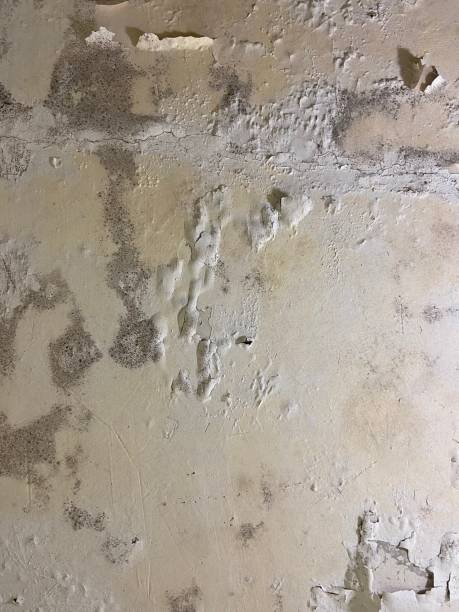 Best Affordable Mold Removal  in Rosemont, IL