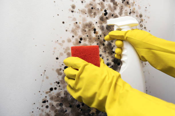 Best Mold Damage Repair  in Rosemont, IL