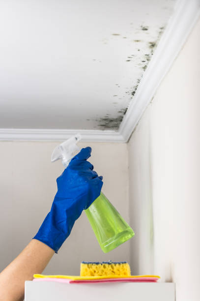 Best Mold Testing  in Rosemont, IL