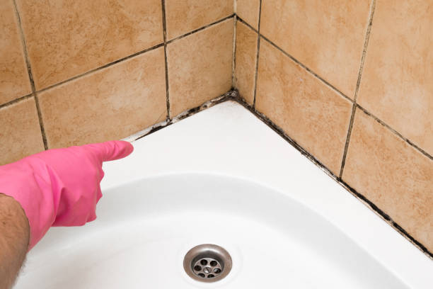 Best Emergency Mold Removal  in Rosemont, IL